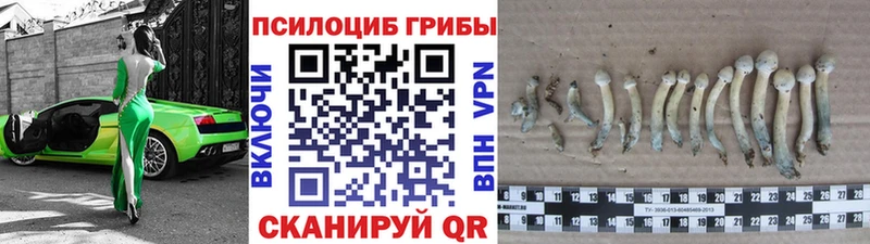 Псилоцибиновые грибы Psilocybine cubensis  мега зеркало  Новокубанск 